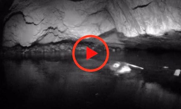 La foca monaca ritorna nella grotta di Capraia: ecco il video dell'ultima avvistamento