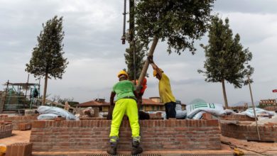 Ultimi dettagli per il ritorno dei lecci sul Bastione Sangallo: i lavori di riqualificazione sono in fase conclusiva