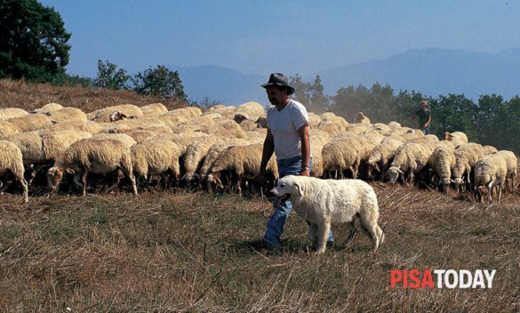 Bando aperto per compensare i danni da predazione agli allevatori