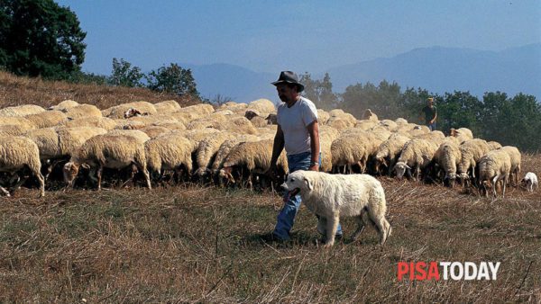 Bando aperto per compensare i danni da predazione agli allevatori