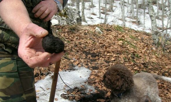 Nuove disposizioni in Toscana per la raccolta, la ricerca e la coltivazione dei tartufi