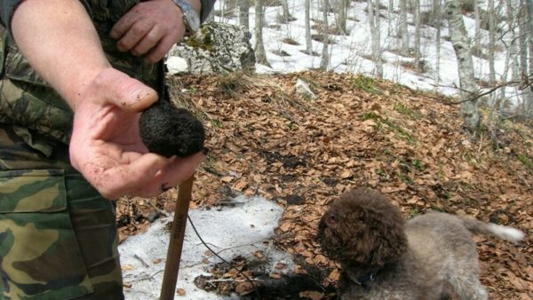 Nuove disposizioni in Toscana per la raccolta, la ricerca e la coltivazione dei tartufi