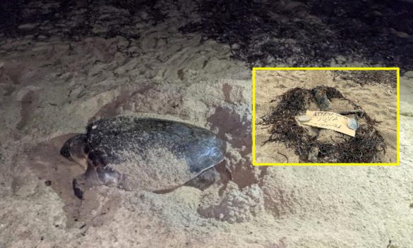 Marina di Campo scelta come spiaggia per la quarta nidificazione di tartaruga sull'Isola d'Elba