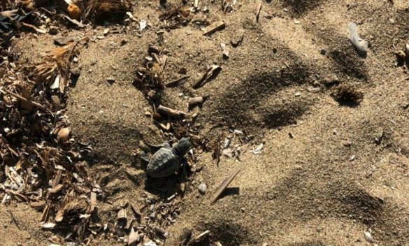 Quando nasceranno le tartarughine sull'Isola d'Elba? Gli esperti rivelano: "Lo schiuso delle uova avviene un mese e mezzo dopo la deposizione"