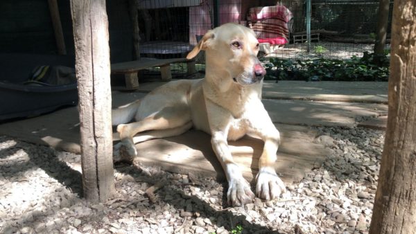 Adozione di cani e gatti a Firenze: Opportunità nel mese di luglio per trovare una famiglia calda