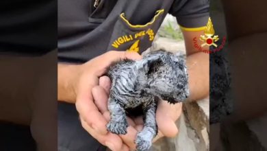Gattino ustionato salvato durante l'incendio nella fabbrica dismessa: guarda il video