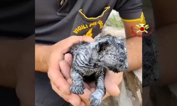Gattino ustionato salvato durante l'incendio nella fabbrica dismessa: guarda il video