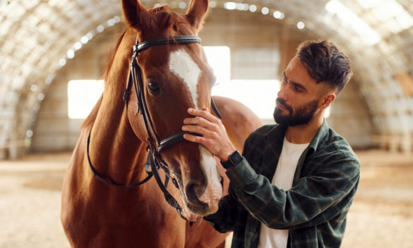 Come instaurare un legame profondo con il cavallo: suggerimenti per conquistare la sua fiducia