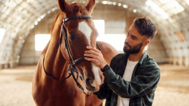 Come sviluppare una connessione profonda con il cavallo: suggerimenti per conquistare la sua fiducia