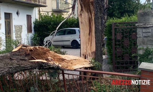 Emergenza a Ceciliano: Vigili del fuoco affrontano forti raffiche di vento per abbattere una pericolosa pianta