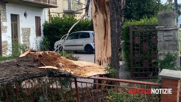 Emergenza a Ceciliano: Vigili del fuoco affrontano forti raffiche di vento per abbattere una pericolosa pianta