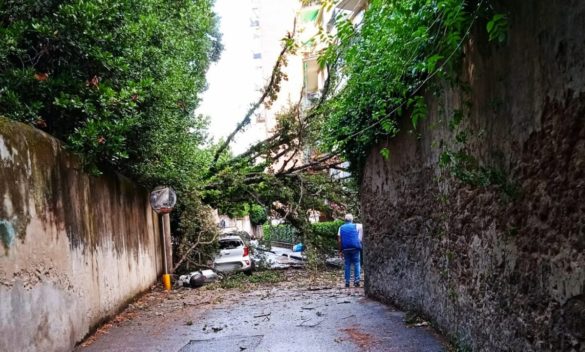 Albero cade dalla Villa Mimbelli e danneggia un'auto in via delle Case Rosse | FOTO