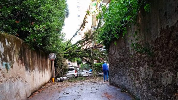 Albero cade dalla Villa Mimbelli e danneggia un'auto in via delle Case Rosse | FOTO