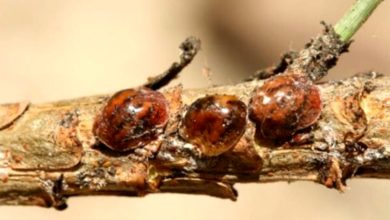 Misure e attenzione per le pinete di Tirrenia di fronte al focolaio di cocciniglia tartaruga