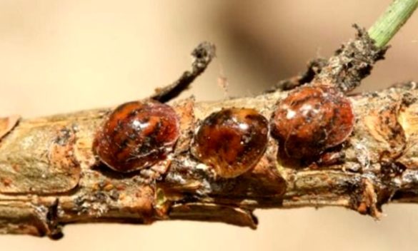 Misure e attenzione per le pinete di Tirrenia di fronte al focolaio di cocciniglia tartaruga