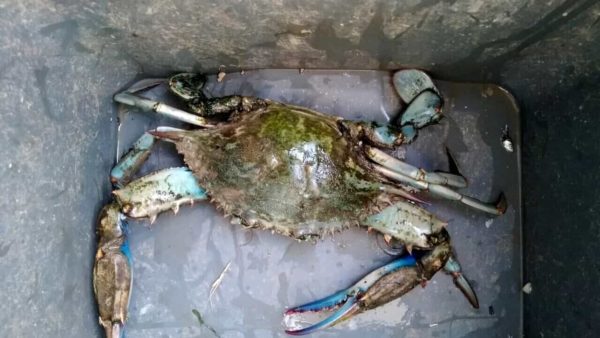 Invasione pericolosa di Granchio Blu sulle coste toscane e pisane, avverte Coldiretti.