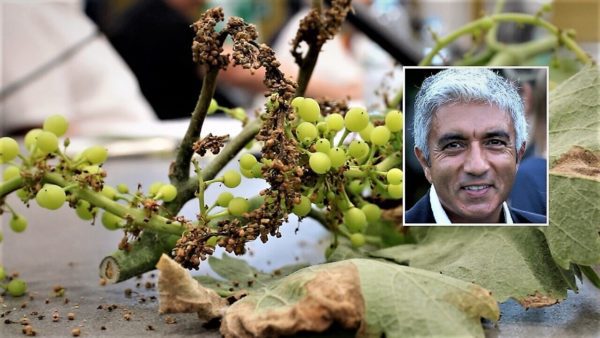 Grave epidemia di peronospora durante la vendemmia del 2023: É stato osservato un fenomeno senza precedenti, afferma l'agronomo.