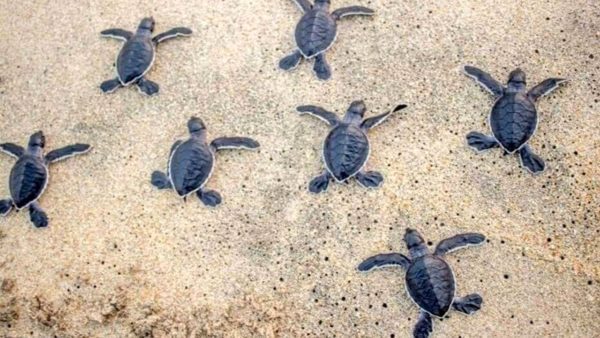 Il dono naturale per il 135° anniversario dell'attività della Croce Rossa di Pisa: un tributo dalla natura