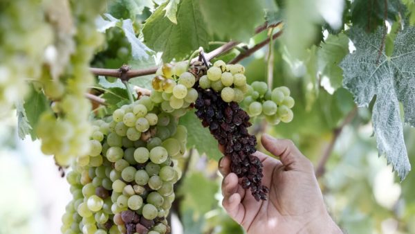 Tre deliziose ricette con l'uva da provare subito