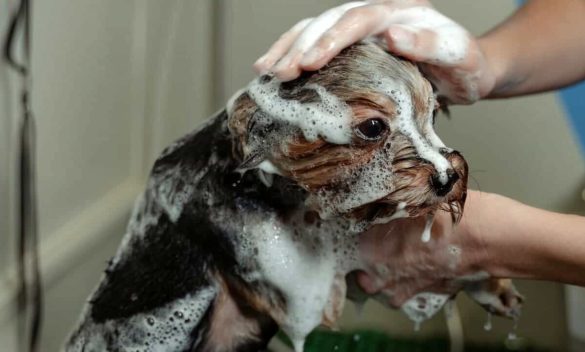 Fare il bagno al cane in modo corretto e al momento giusto.