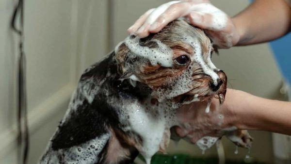 Come e quando fare il bagno al cane: una guida essenziale.