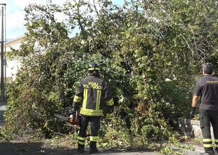 Cade albero sulla via per San Filippo, residenti denunciano abbandono