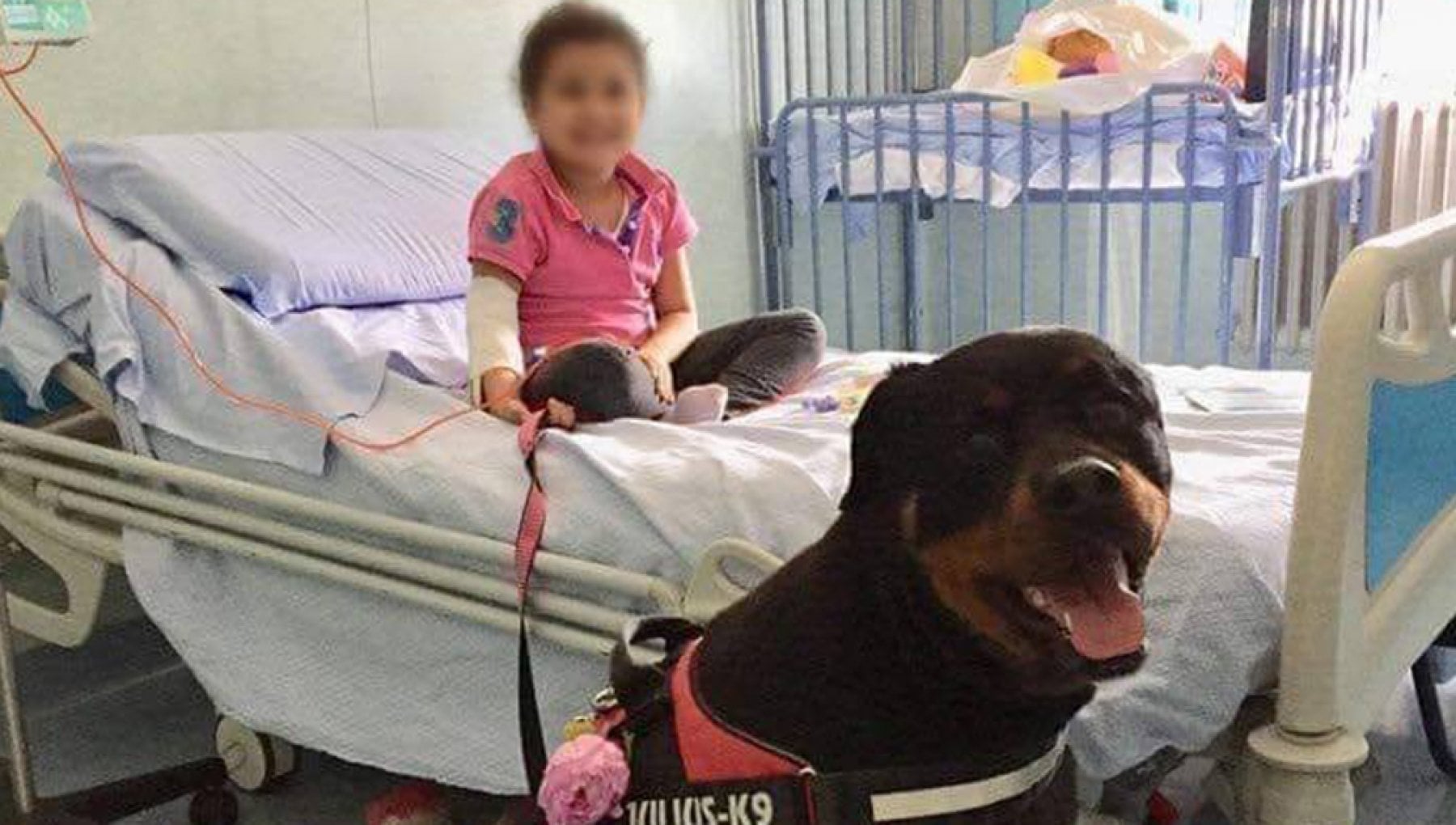 Dea, il Rottweiler che cura bambini a Pisa.