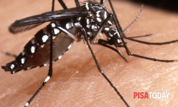 Dengue a Pisa, Sindaco ordina disinfestazione urgente