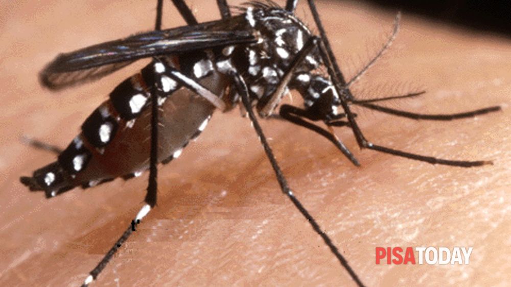 Dengue a Pisa, il Sindaco dispone disinfestazione urgente