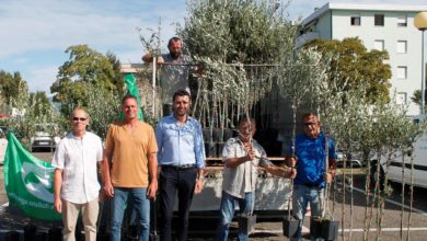 Distribuzione gratuita di 1500 piante di olivo a Capannori per cittadini e aziende agricole.