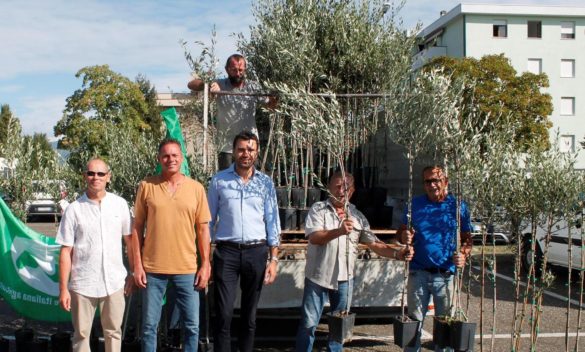 Distribuzione gratuita di 1500 piante di olivo a Capannori per cittadini e aziende agricole.