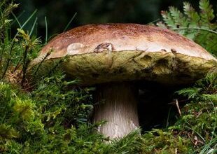 Esordio dei porcini toscani, Funghi in Toscana 2023.