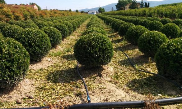 Export pistoiese di piante cresce del 1,15% a 89 milioni, importazioni in calo .