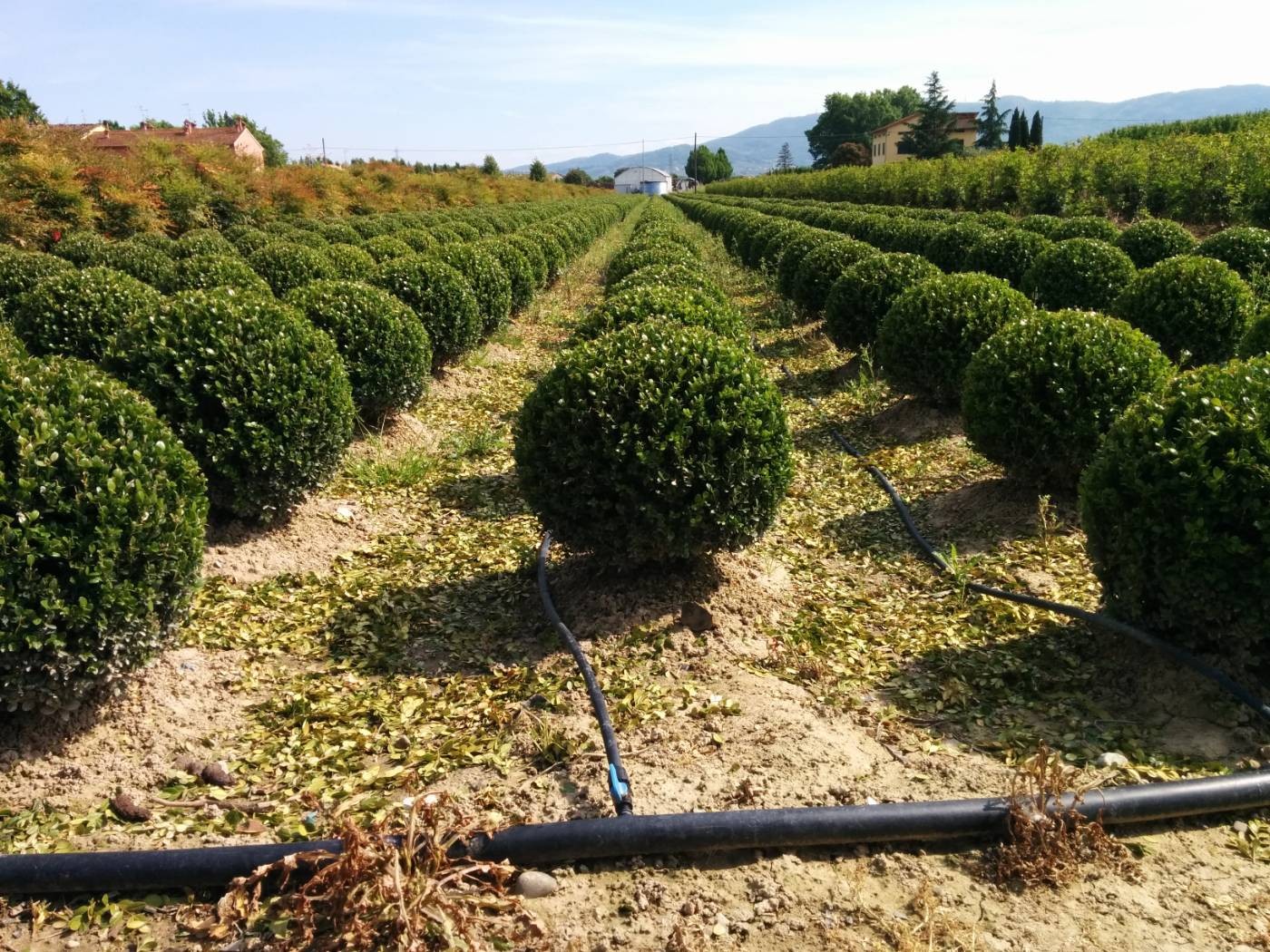 Export pistoiese di piante cresce del 1,15% a 89 milioni, importazioni in calo .