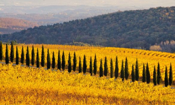 Fine settembre, estate tardiva, caldo e sereno a Siena - Siena News.