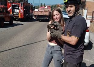 Gattino salvato da vigili del fuoco e passante, un doppio lieto fine.