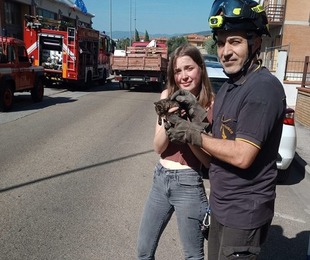 Gattino salvato da vigili del fuoco e passante, un doppio lieto fine.