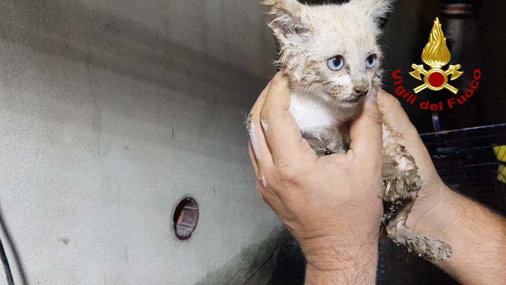 Gatto salvo dai vigili del fuoco dopo 5 ore di lotta in un tubo