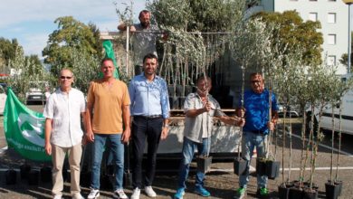 Gratis 1.500 piante di olivo a Capannori, dono ecologico per la comunità
