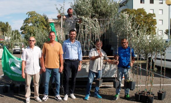 Gratis 1.500 piante di olivo a Capannori, dono ecologico per la comunità