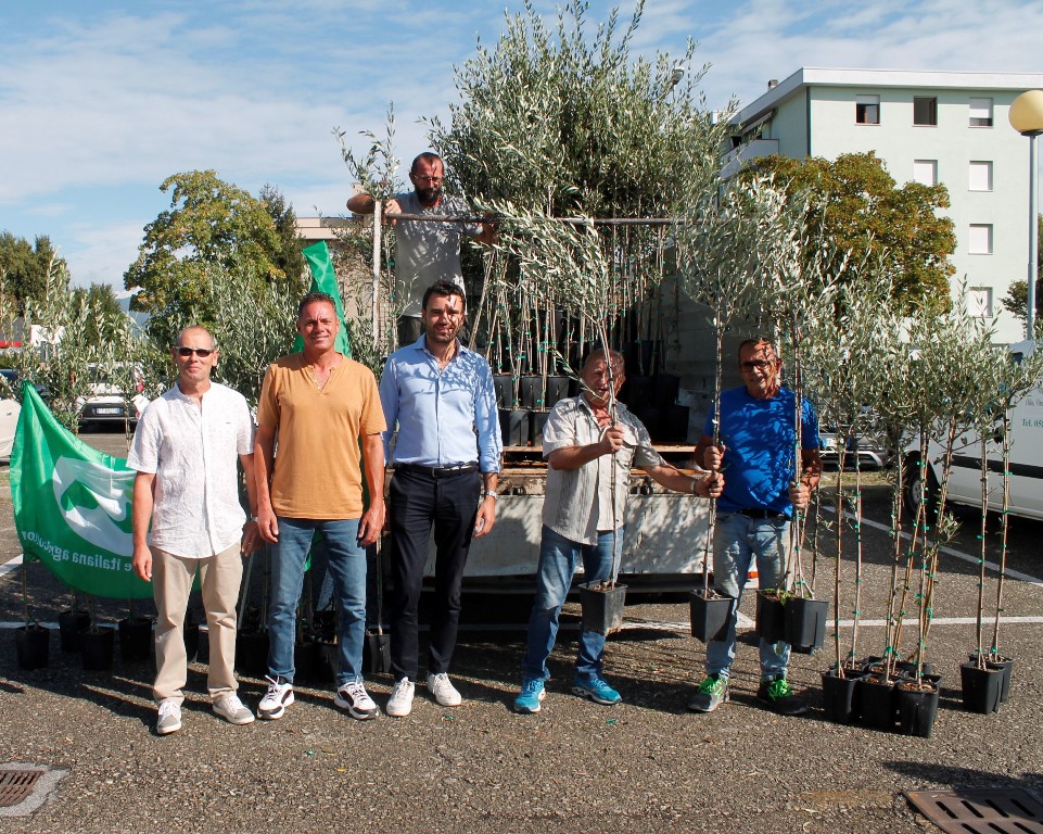 Gratis 1.500 piante di olivo a Capannori, dono ecologico per la comunità