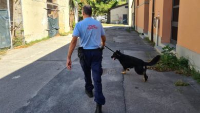 Il cane Ritter trova 90g di hashish a Prato.