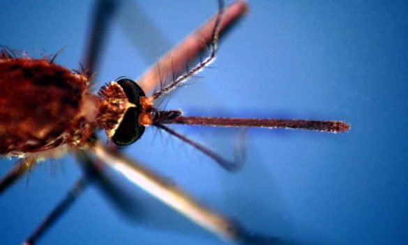 Dengue Italia, nuovo caso ad Arezzo