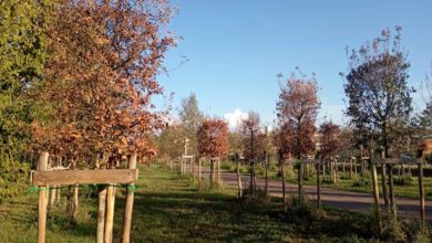 Interpellanza sullo stato degli alberi secchi nel Parco Europa.