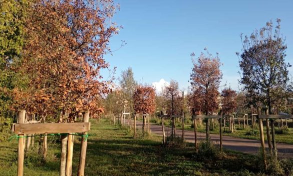 Interpellanza sullo stato degli alberi secchi nel Parco Europa.