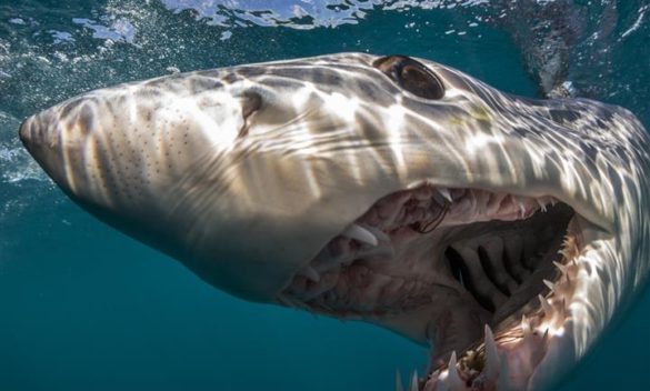 Mostra “The sentient sea” di Brian Skerry all’Accademia dei Fisiocritici di Siena il 29 settembre.