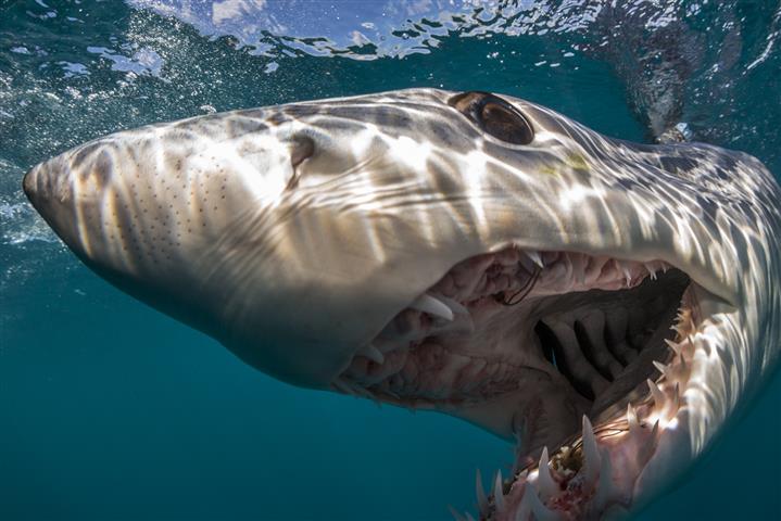 Mostra “The sentient sea” di Brian Skerry all’Accademia dei Fisiocritici di Siena il 29 settembre.