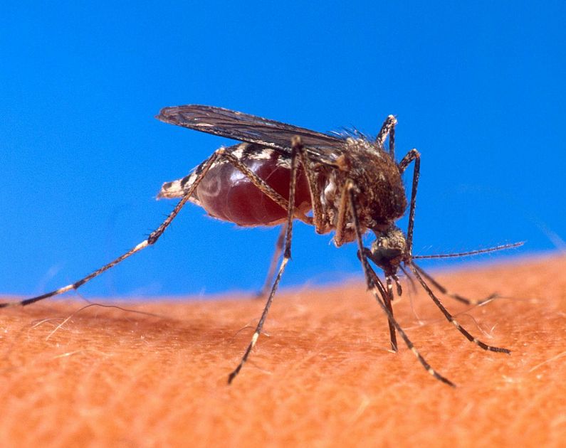 Nuovo caso di Febbre Dengue in Toscana aumenta preoccupazioni