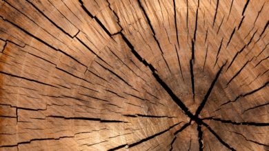 Pistoia riunisce oltre 120 esperti mondiali nella filiera foresta-legno.