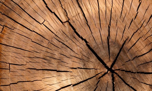 Pistoia riunisce oltre 120 esperti mondiali nella filiera foresta legno